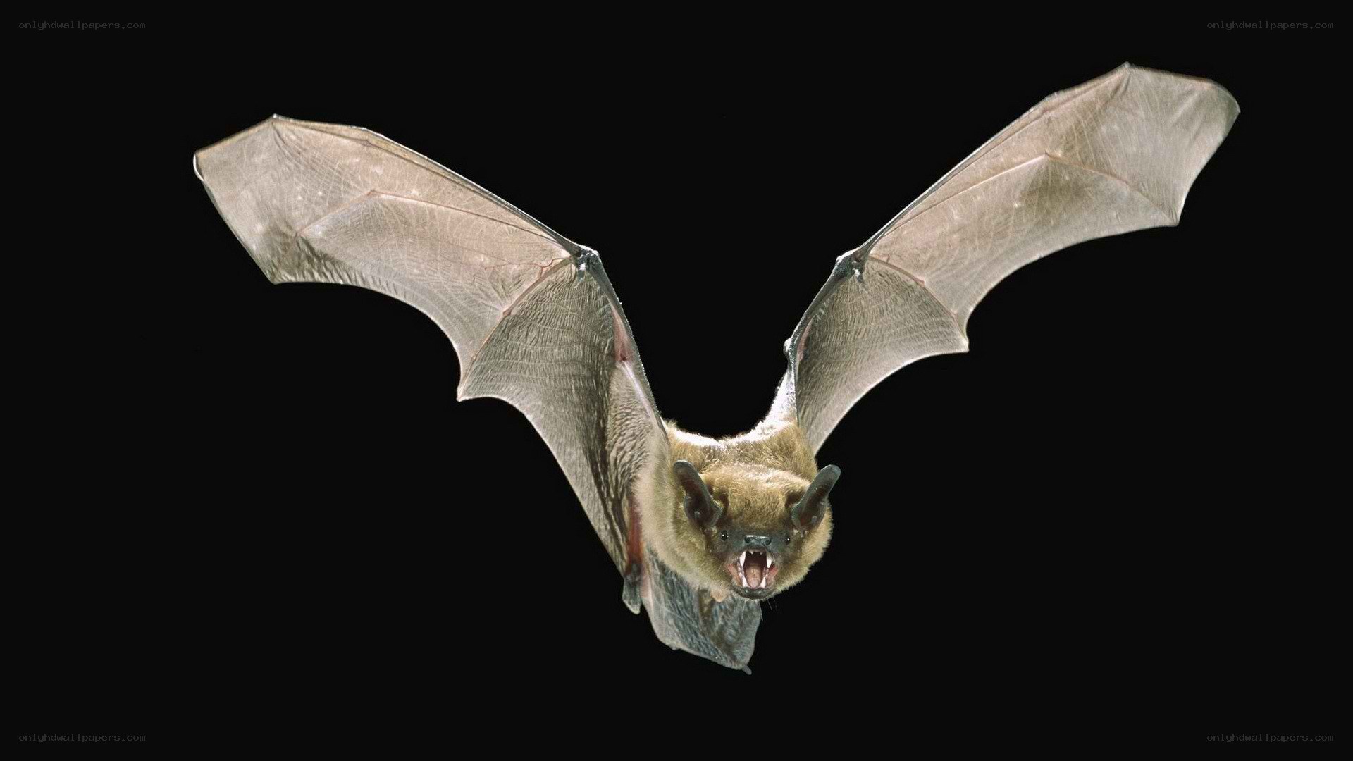bat in flight with open mouth