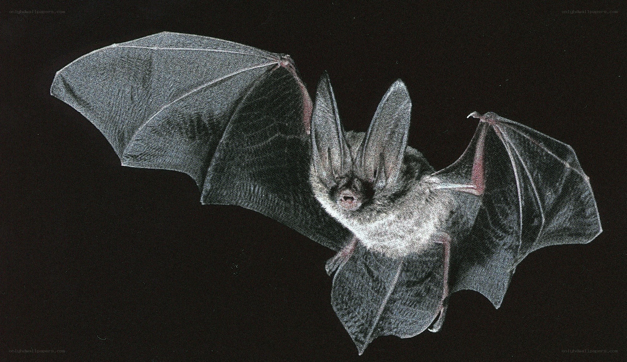 bat in flight
