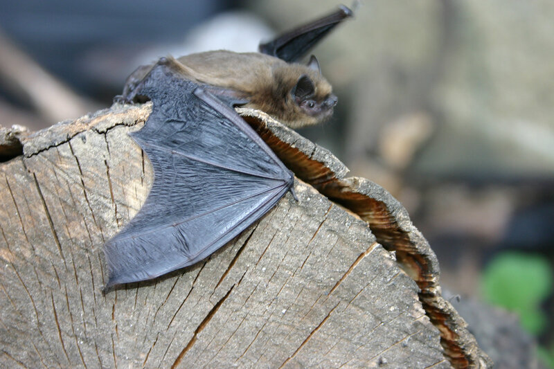 bat on a tree stump