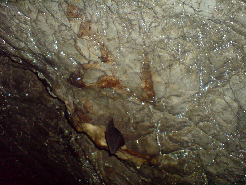 Bat on Cave Wall