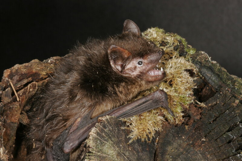 Bat on mossy log