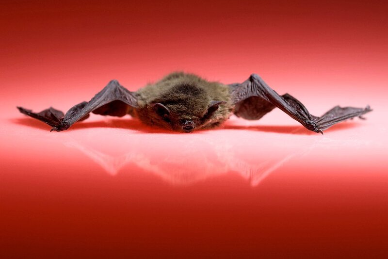 Bat on Red Surface