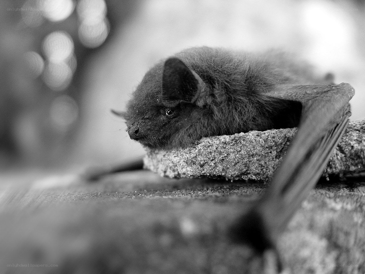 bat resting on a stone