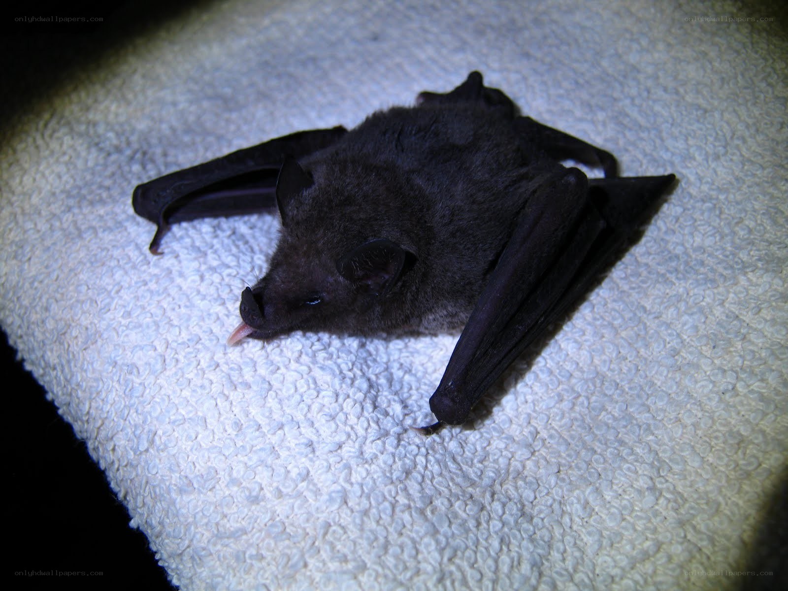 bat resting on a towel