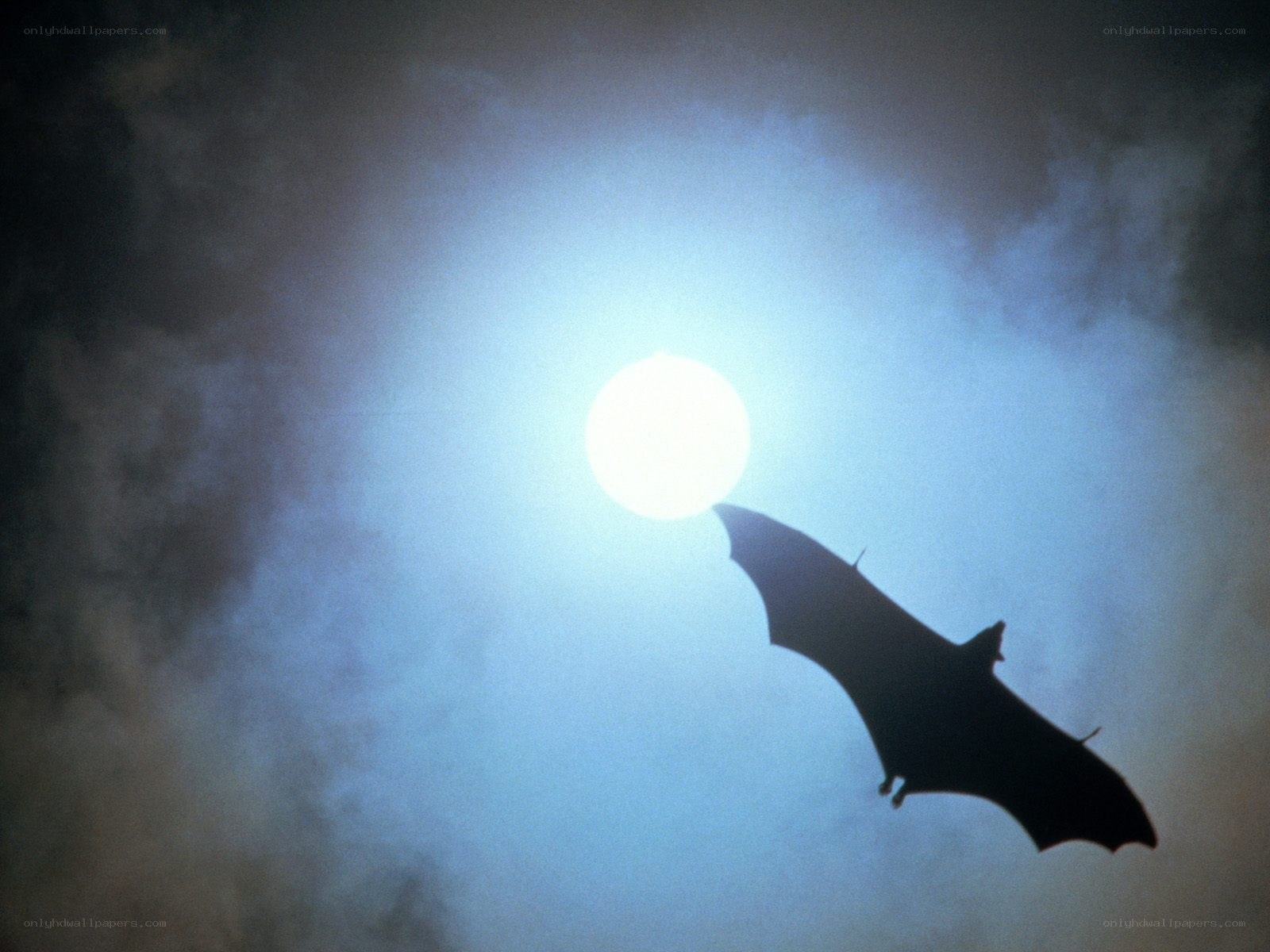bat silhouetted against moon