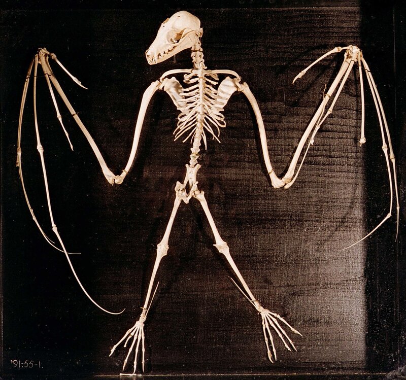 bat skeleton display