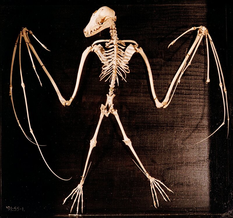 bat skeleton display