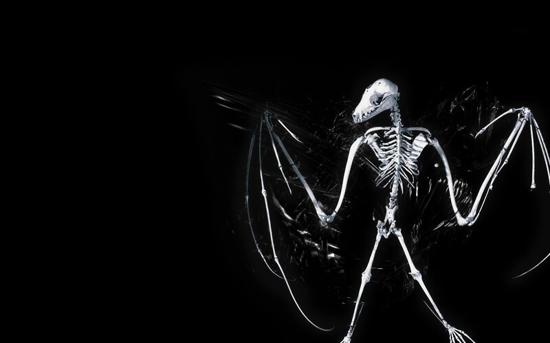 bat skeleton x-ray