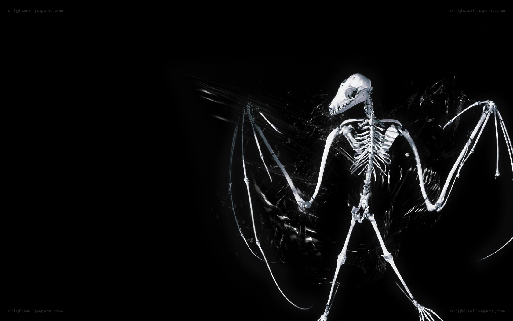 bat skeleton x-ray