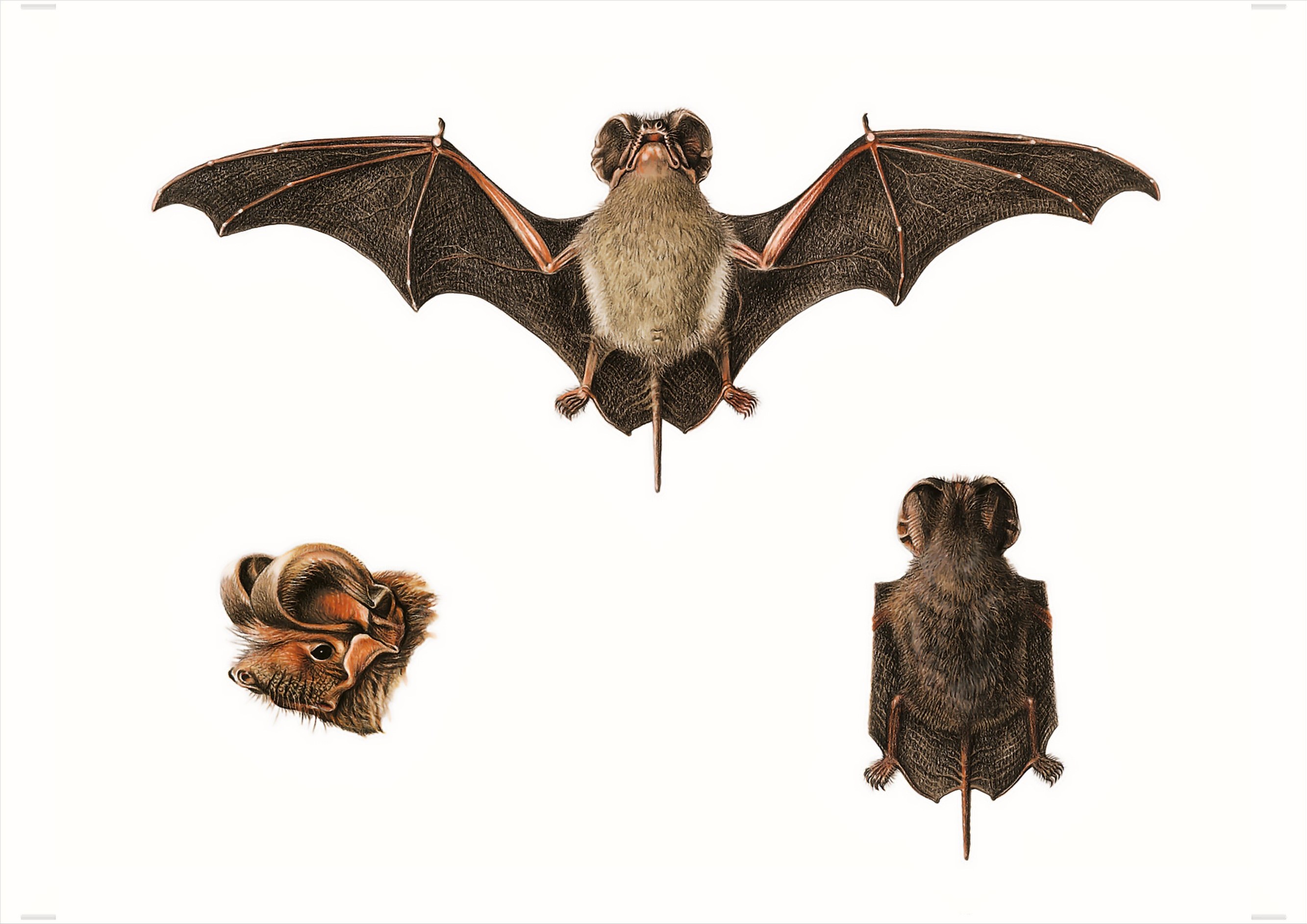 bat species illustration