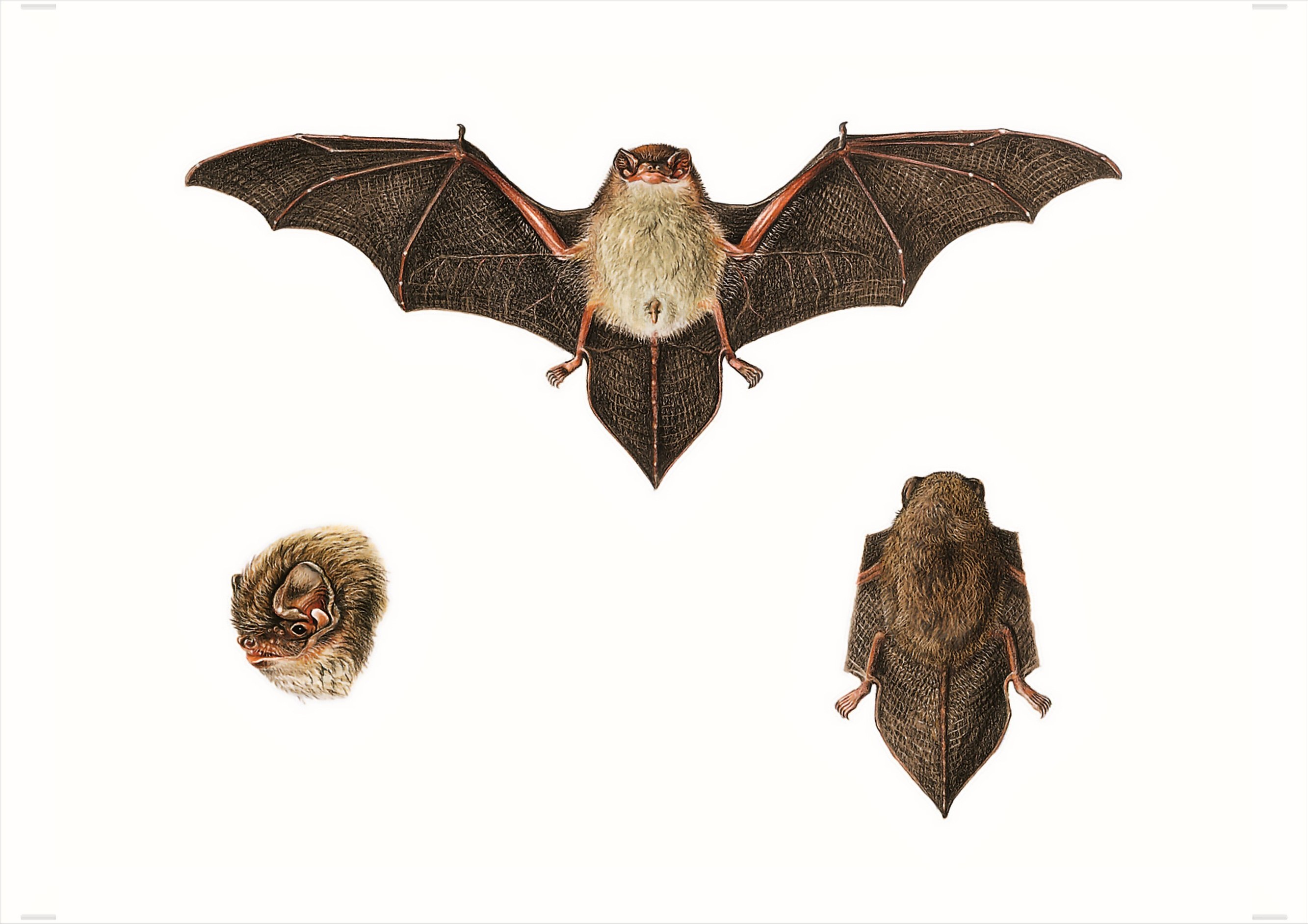 bat species illustration