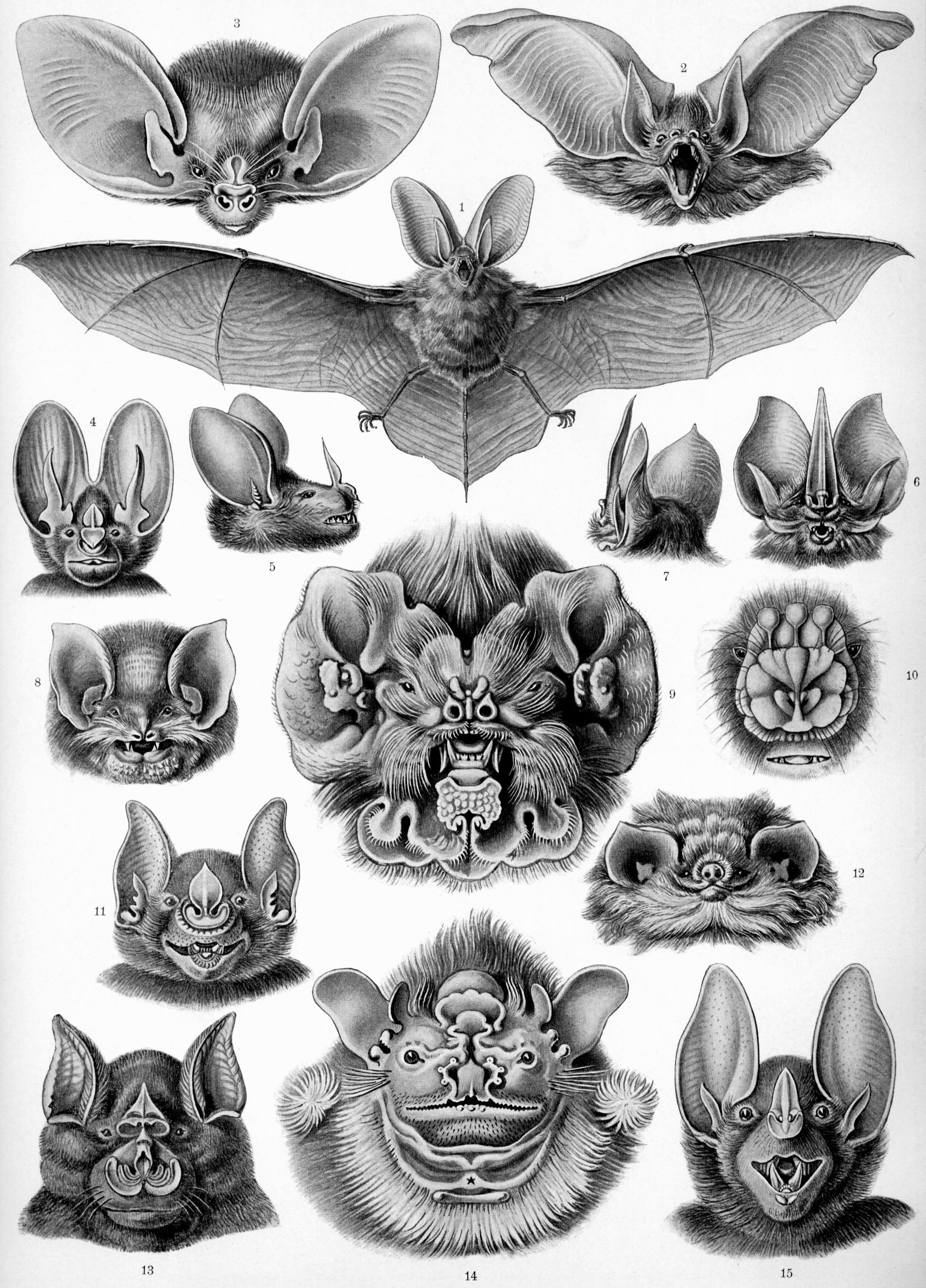 Bat species illustrations