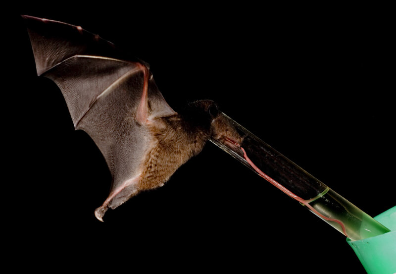 Bat with blood sample