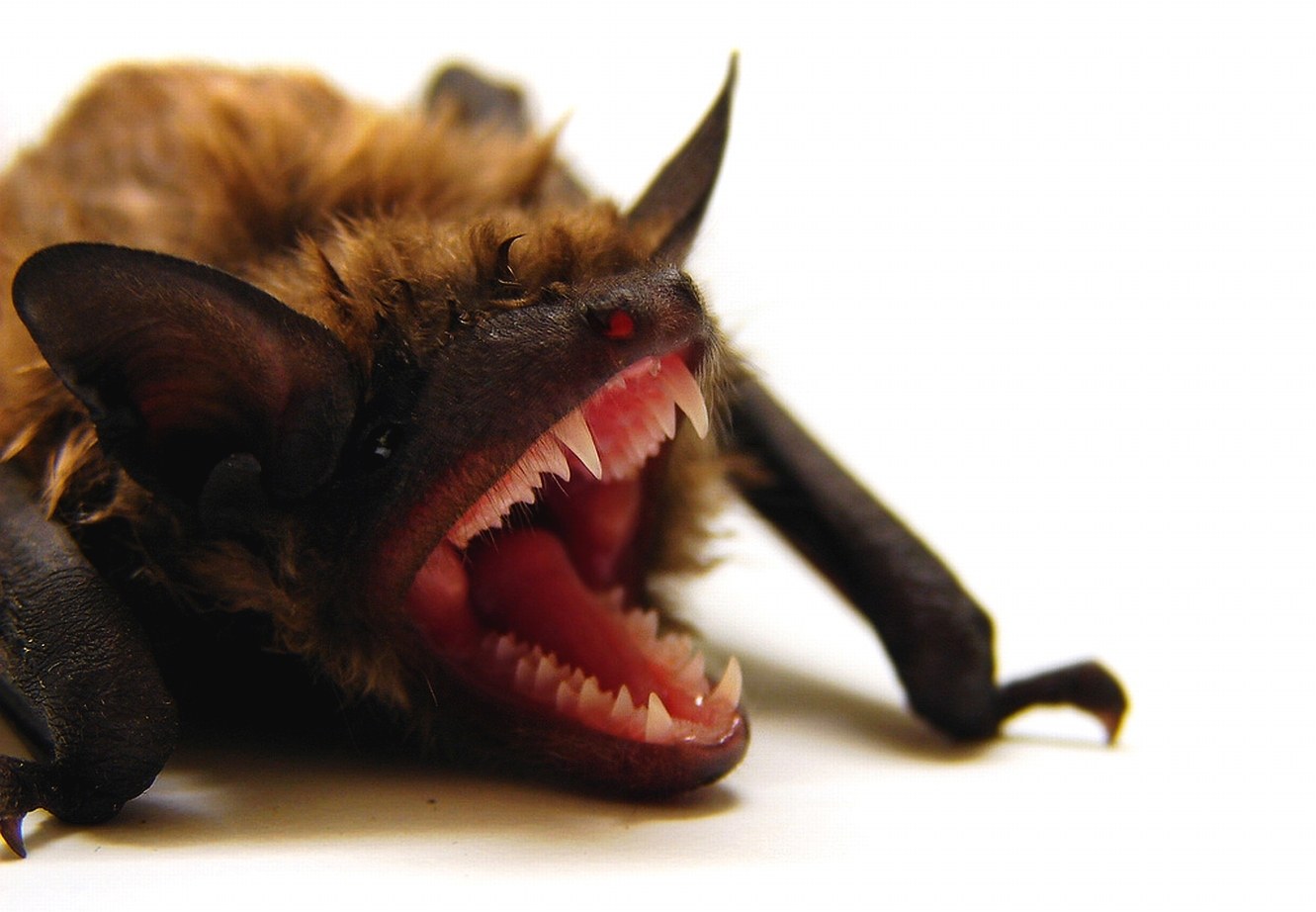 bat with open mouth