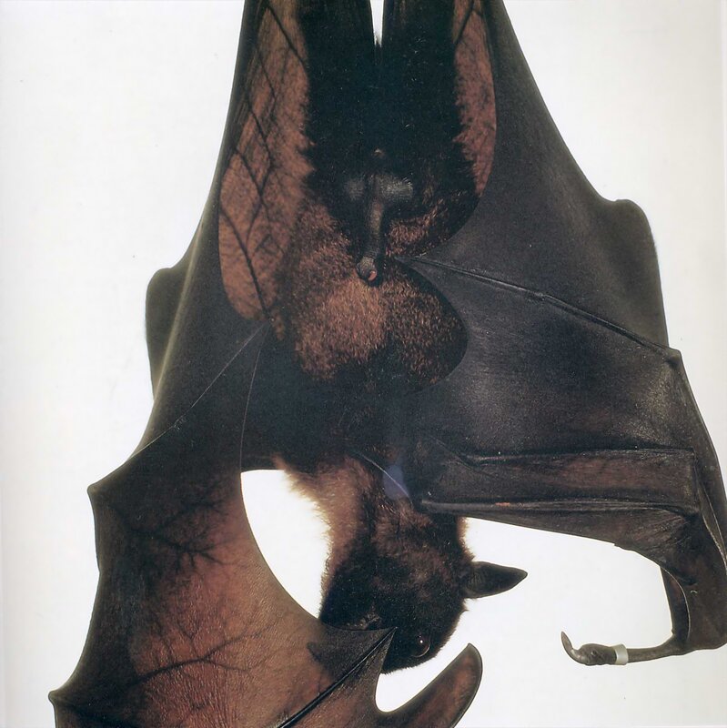 bat with spread wings