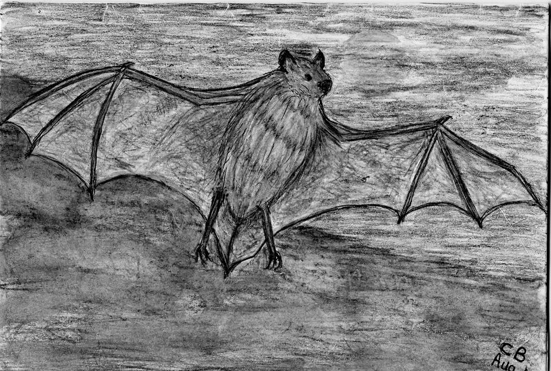 bat with spread wings