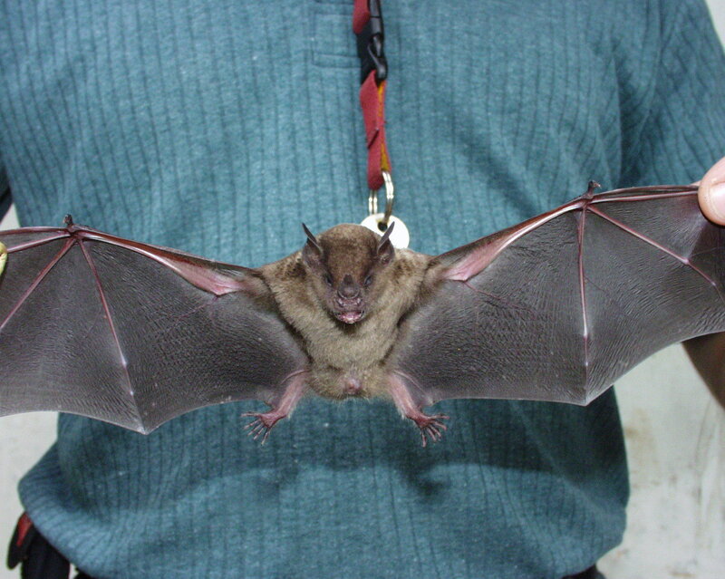 Bat with Spread Wings — Brown