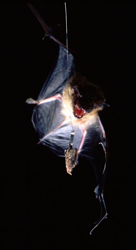 Bat with tracking device