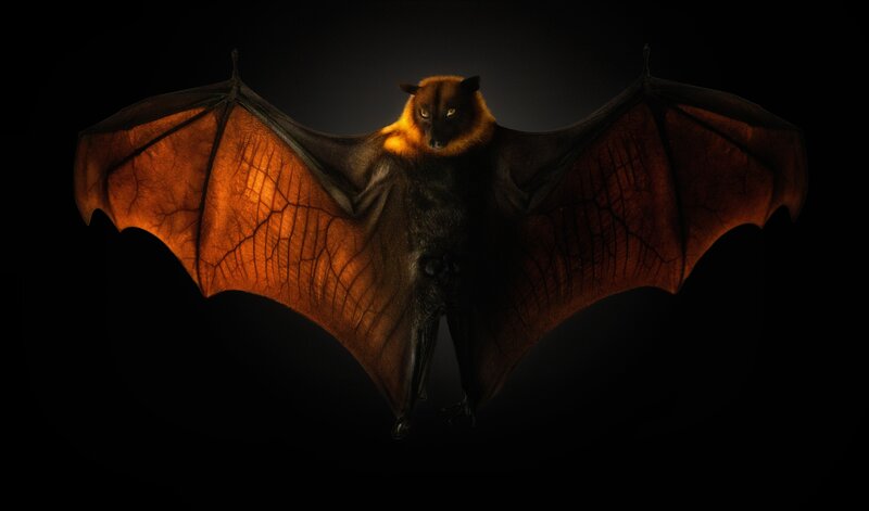 Bat with Wings Spread — Black