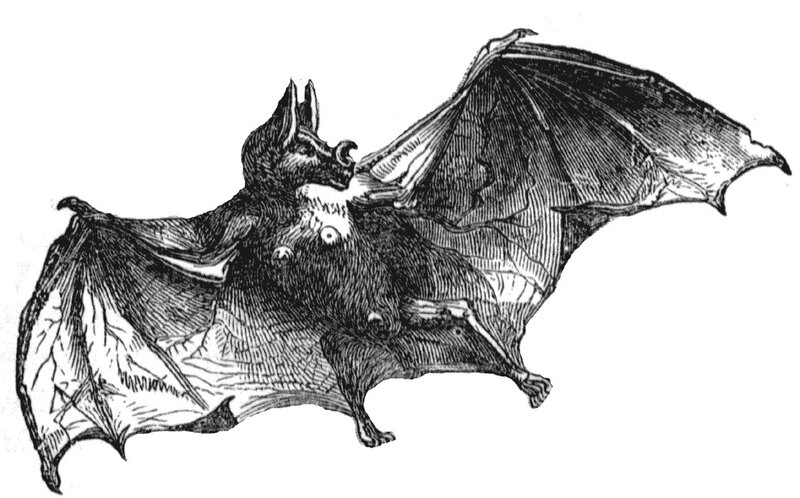 bat with wings spread