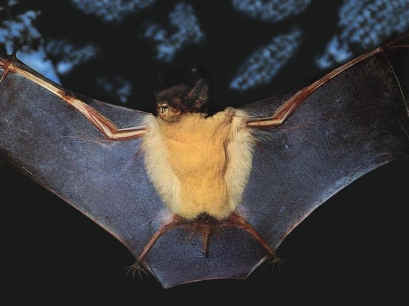 bat with yellow fur