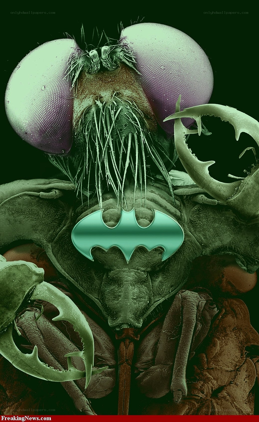 Batman logo on fly