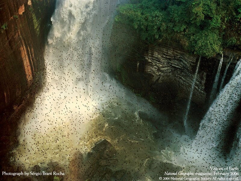 Bats at a waterfall