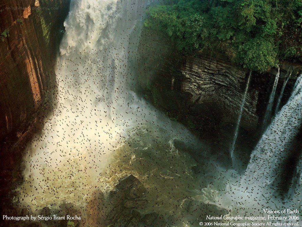 Bats at a waterfall