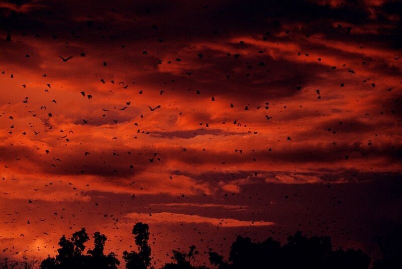 Bats at sunset