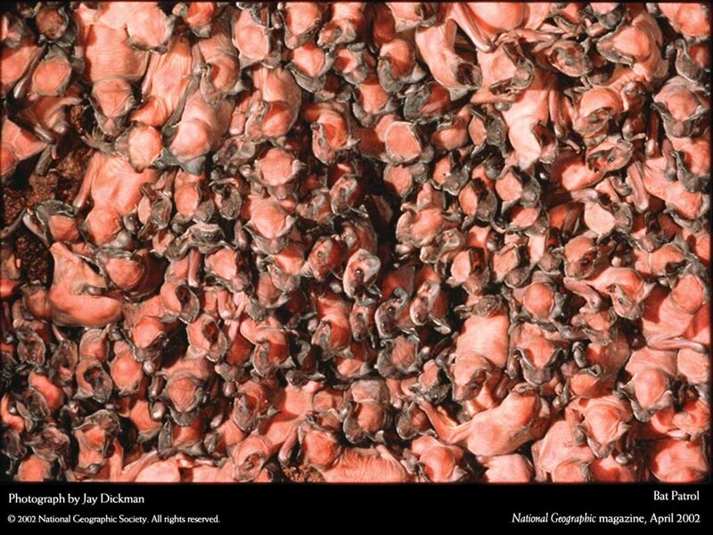 Bats Clustered Together