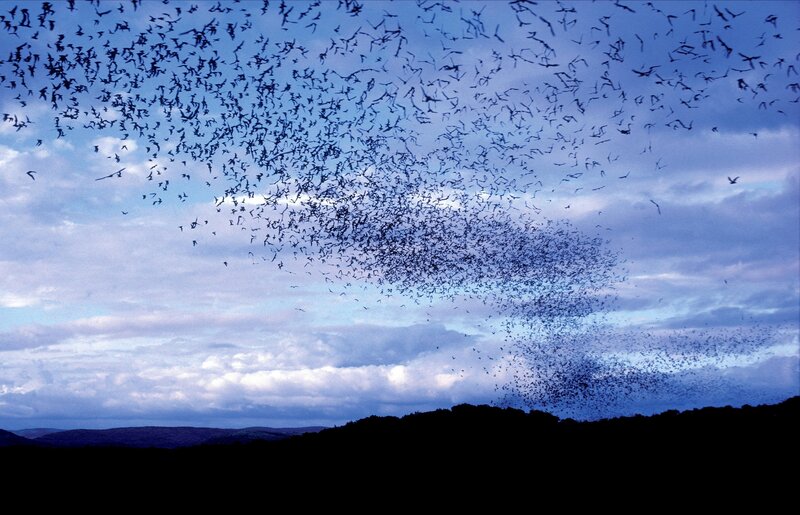 bats emerging at dusk