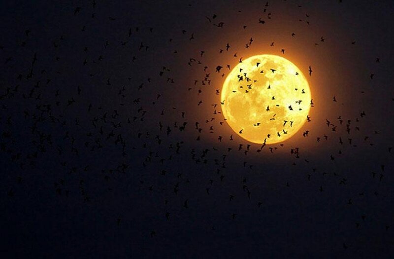 Bats Flying Around Moon