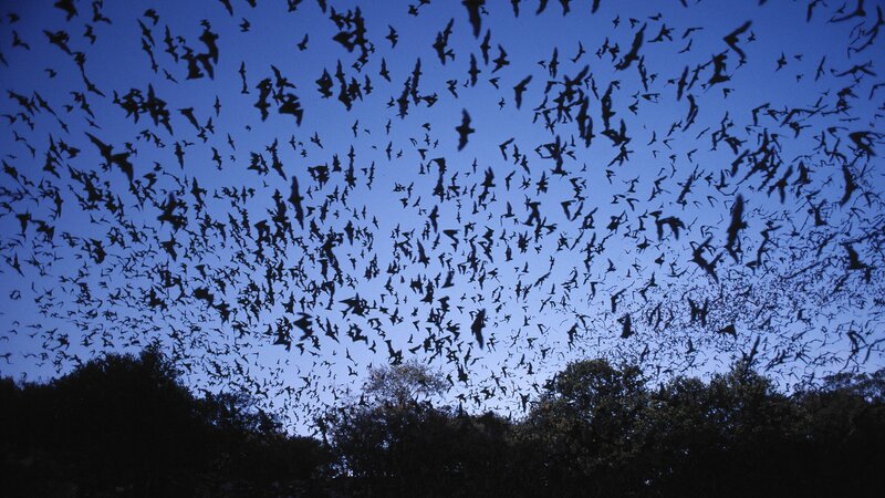 Bats flying at dusk