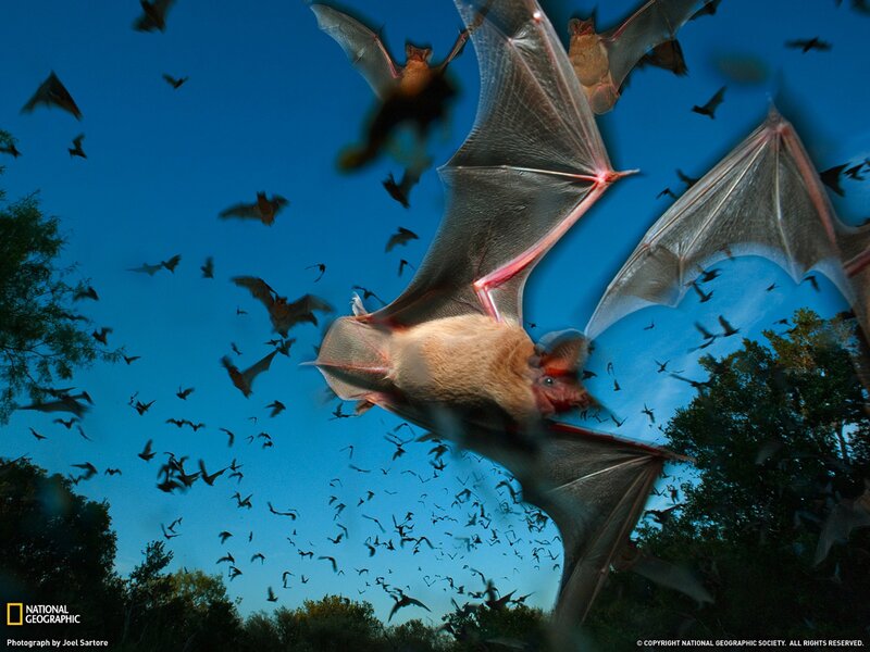Bats flying at dusk