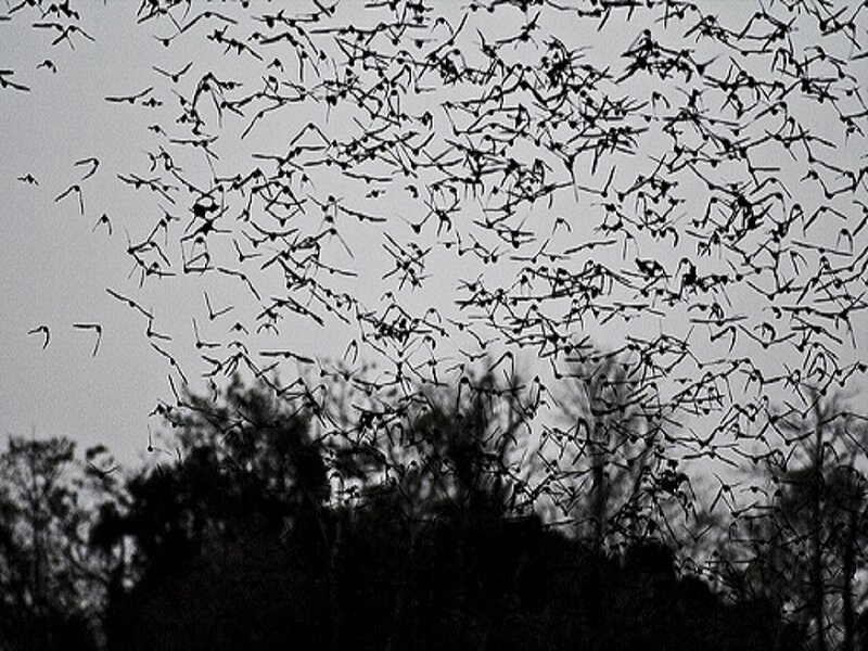 Bats Flying at Dusk — Black