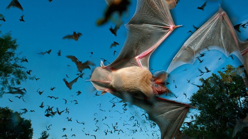 Bats Flying at Dusk — Blue, Dramatic, Sunset