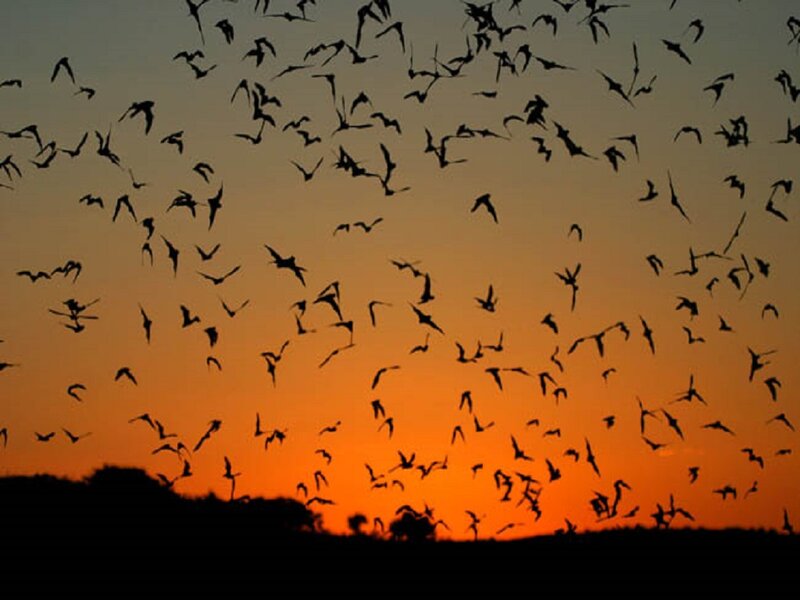 Bats Flying at Dusk — Orange