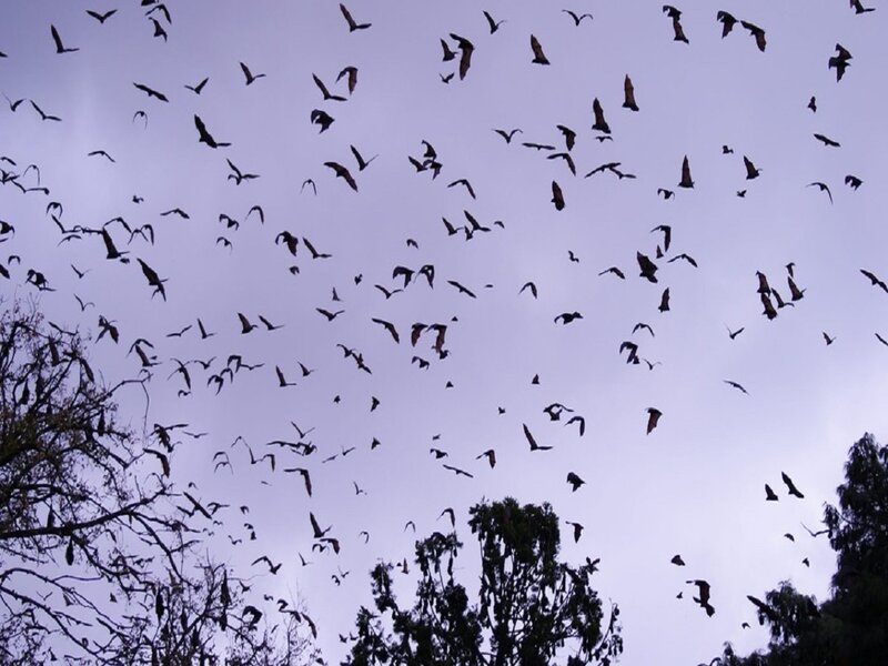 Bats Flying at Dusk — Purple, Dramatic