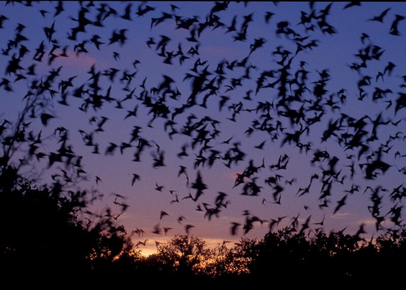 Bats Flying at Dusk — Purple