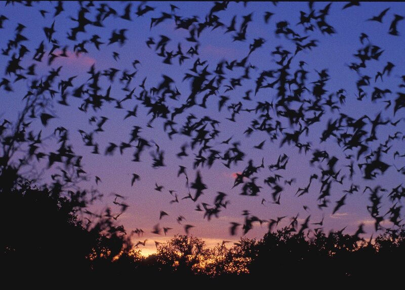 Bats flying at dusk