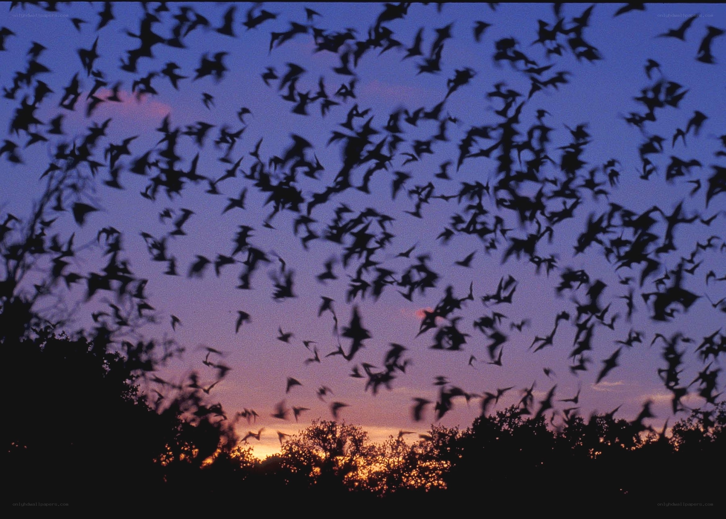 Bats flying at dusk