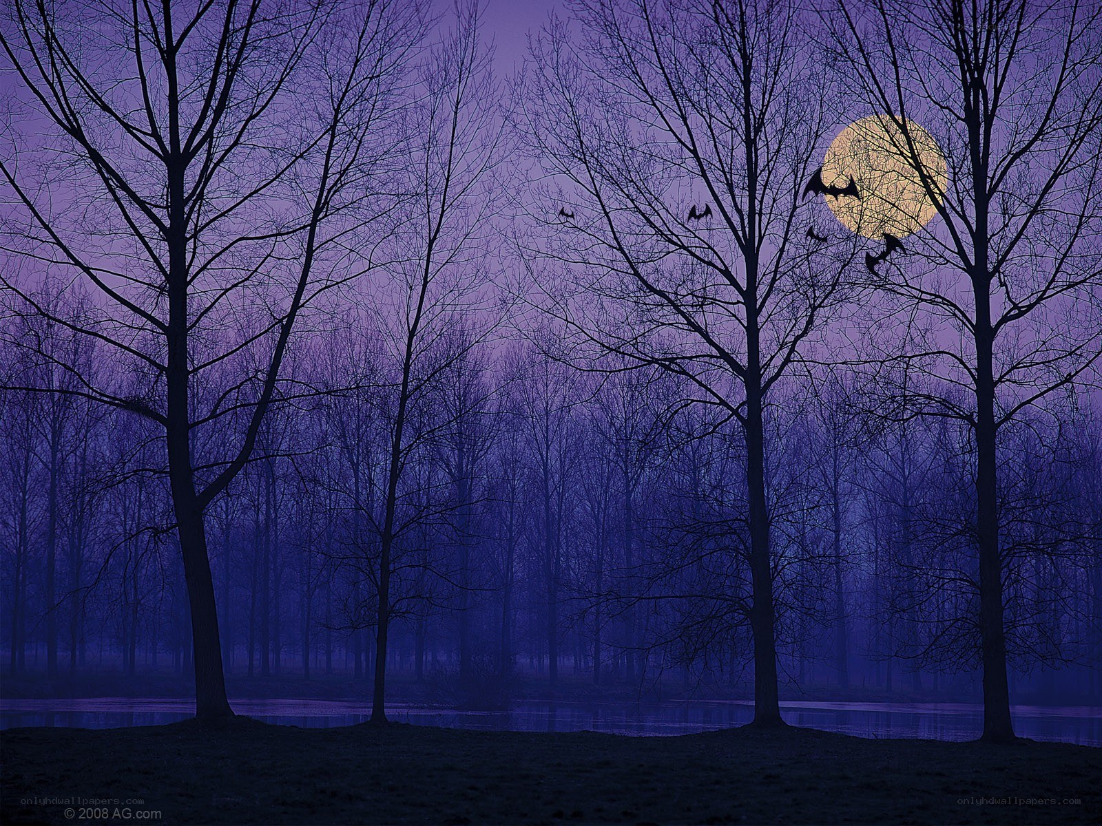 Bats flying at night