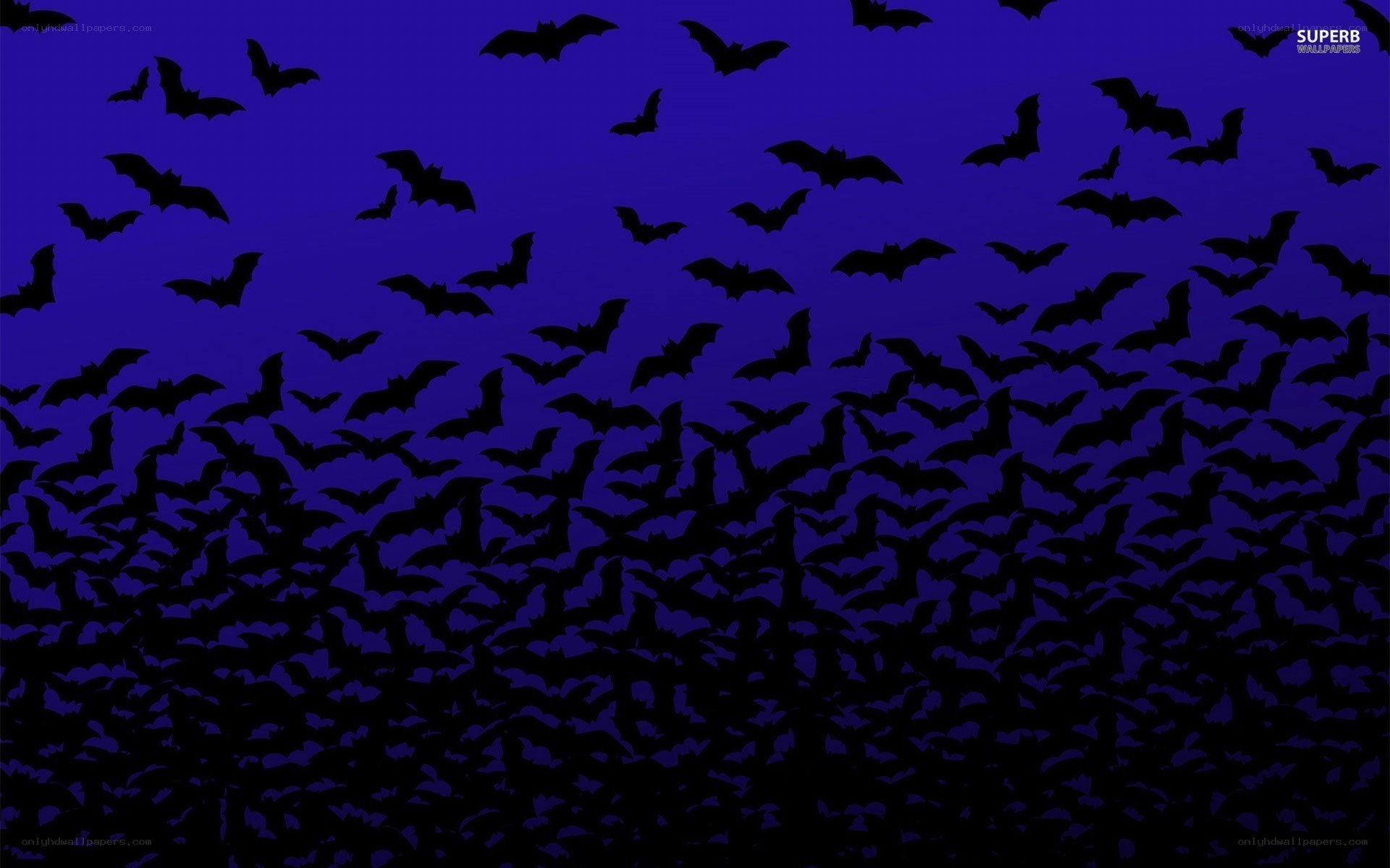 bats flying at night