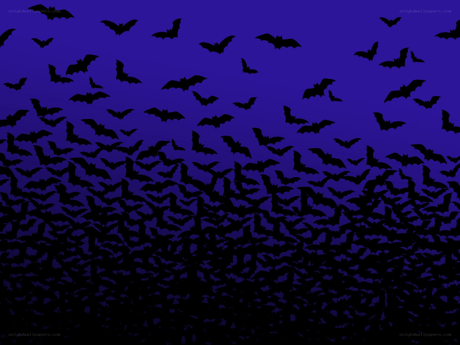 bats flying at night
