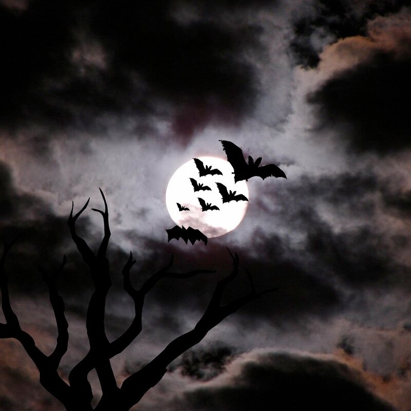 Bats Flying at Night — Black, Dark