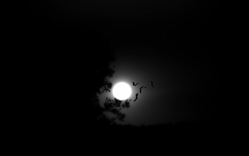Bats Flying at Night — Black, Dramatic