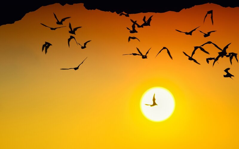 Bats Flying at Sunset — Orange, Dramatic, Photograph