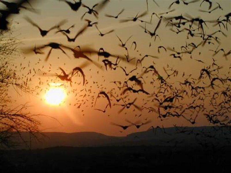 Bats Flying at Sunset — Orange, Dramatic