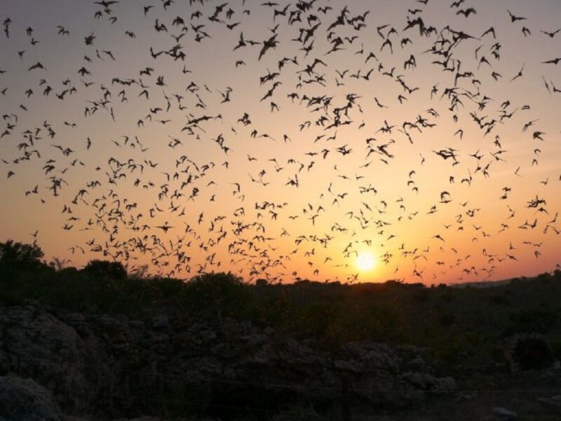 Bats Flying at Sunset — Orange