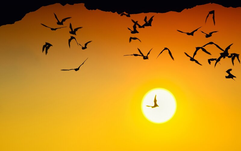 Bats flying at sunset